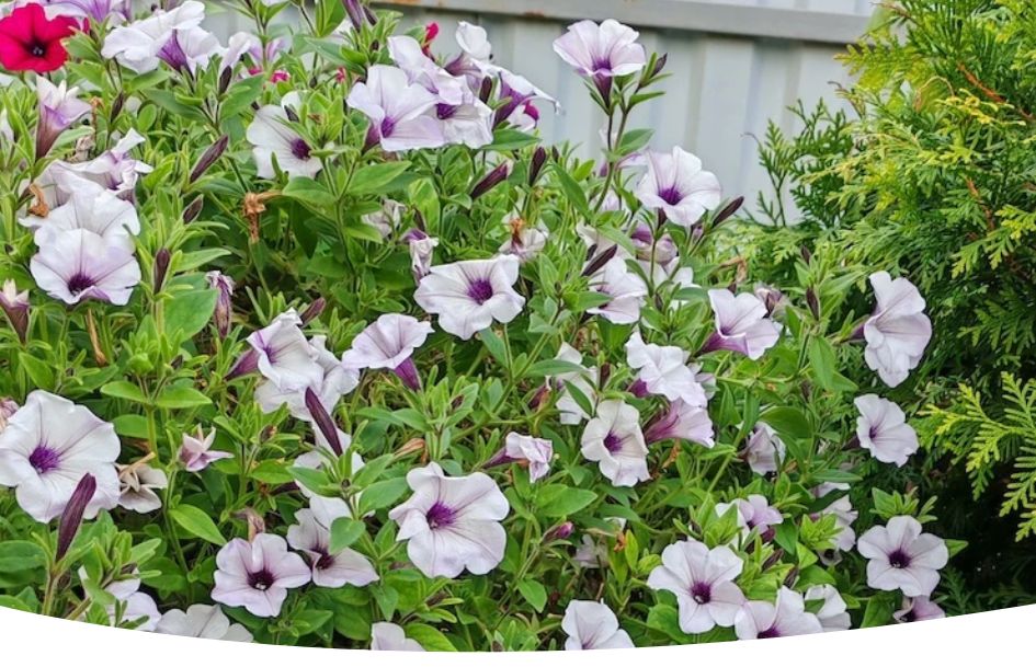 ��� �������� ������� �������� �������: ������ �� ����� � ������ � �����������