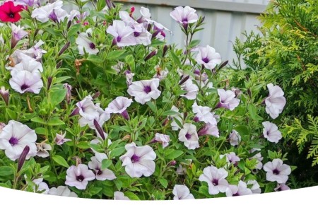 ��� �������� ������� �������� �������: ������ �� ����� � ������ � �����������