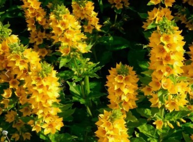 ������� ������ �����������