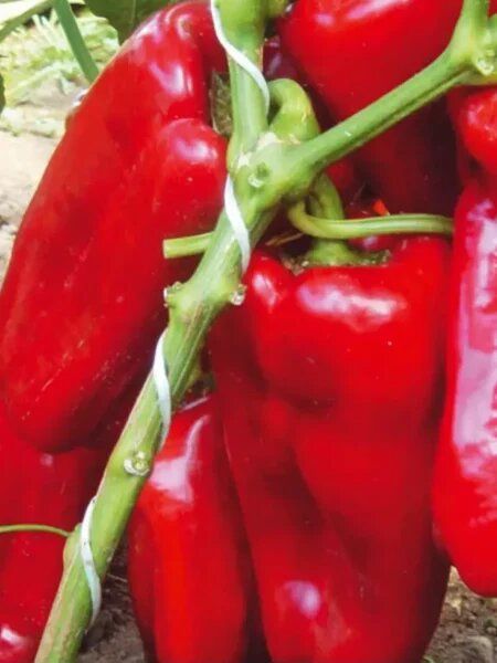 ����� ������: ��������� ����� ��� �������� ������