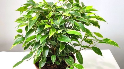 ������� ���������� ������ ����������