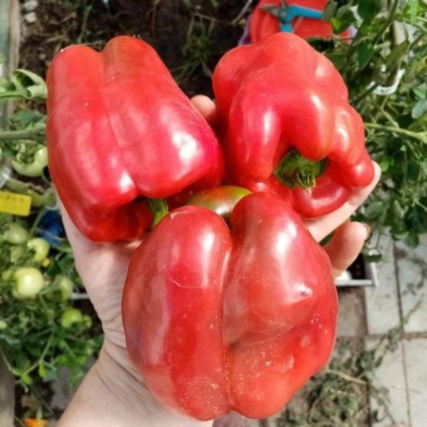 ����� ��������� ������: ��������� ����� ��� ������� ������ � ����������� �����