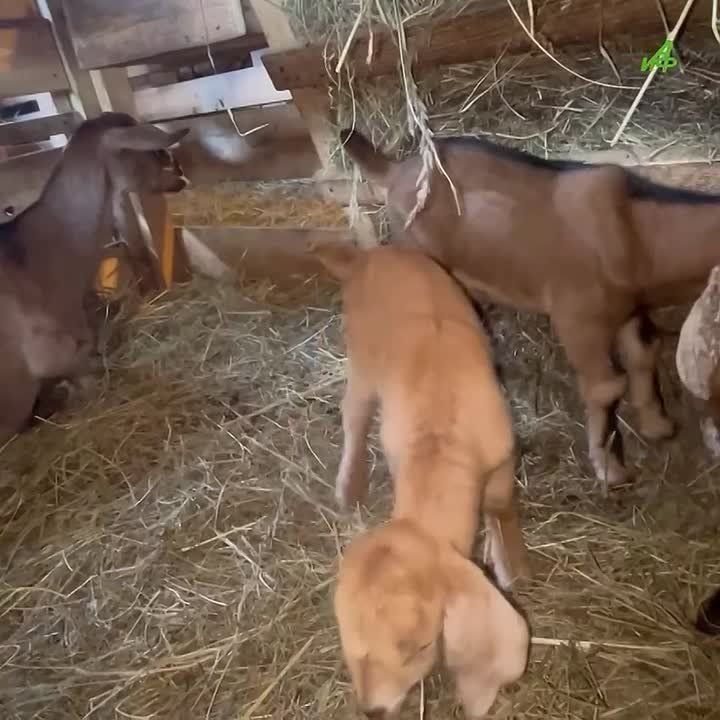 �� �������� �������� ������: �������� ����� ����� ������� ���Ի ��������� �������