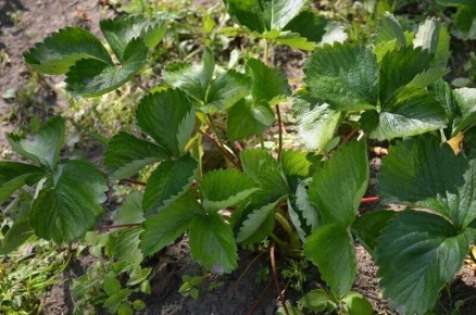 ������ �������� ����� �� ���������, ������� ����� ������ ������