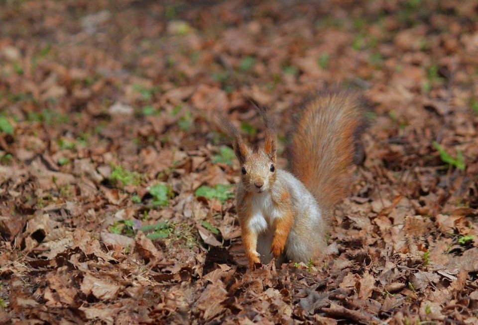 ������� ������ ��������, �� ������ ��� ��� ����������� � �����