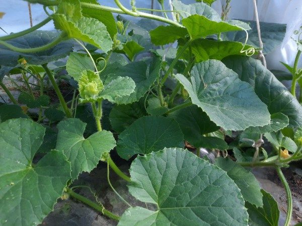 ����������� ���� �� ���������� ������: ����� ��������� ��� �����������