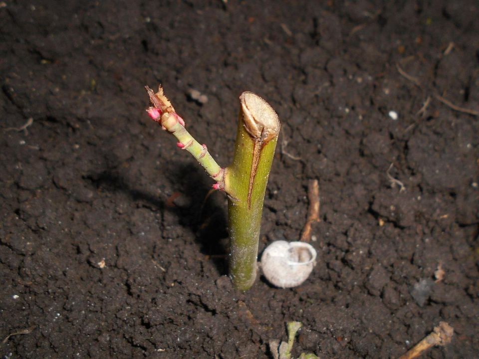 ��������� ���: ������� ��� ������ �������� � �������� ����� ��������