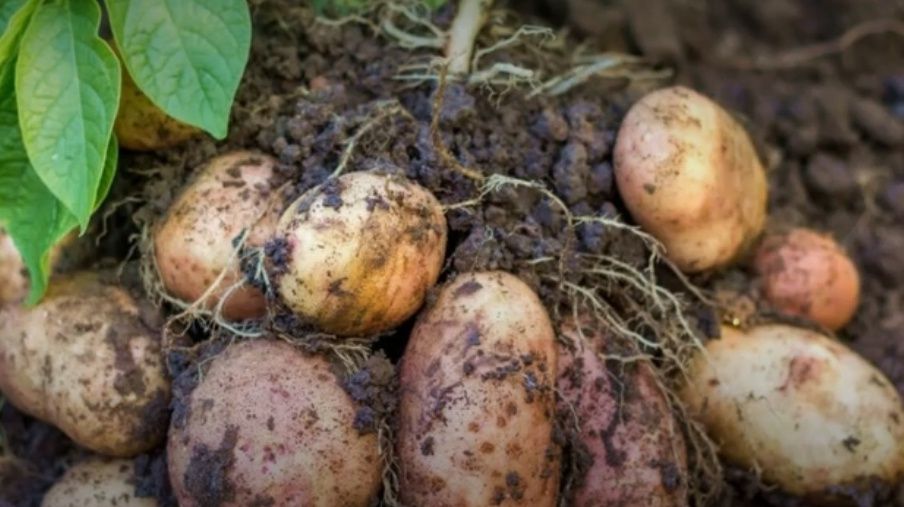 ��� ��������� ������ � ������� �������� ������: ������� ��������� �������