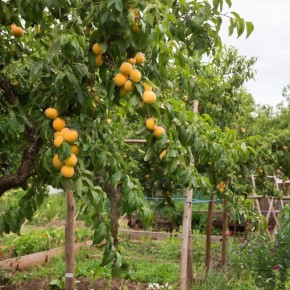 ��� �������� �������� ������� ��������: ������ ��� ������