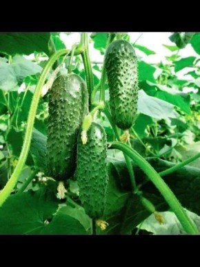 ������ ������: ��������� ������� ��� ������ �������