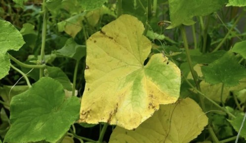 ������� ���������� ������� ������� � ����������� ������� �������