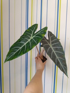 ��� ���������� �������� �� ��������� �����: ������������ �����������