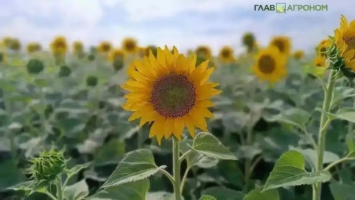 ��� ��������� �������� ������������ ��� ������������� ������?