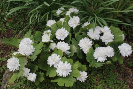 �������� �����������: ��� ������ � ����� ���� � ���