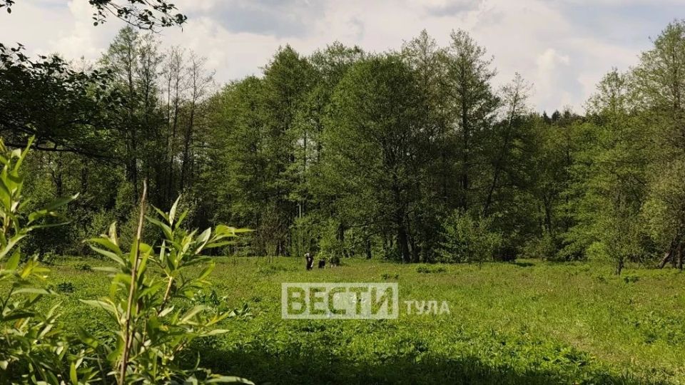 Тульские «Вести» работают на месте обнаружения пропавшей девочки в Дубне