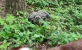 �� ������� �������: ������� ����������, ��� ������ � ��������� �� ������ ��������