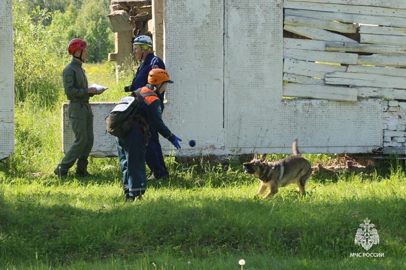 В Тульском спасательном центре прошли испытания кинологических расчётов МЧС России В Тульском спасательном центре прошли испытания кинологических расчётов МЧС России