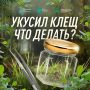 Что делать, если укусил клещ?