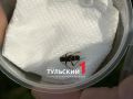 В Тульской области впервые обнаружили редкого жука