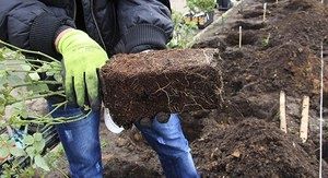 Розы весной: секреты посадки и ухода за любимыми цветами