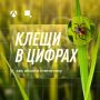 Статистика тоже кусается. Специалисты исследовали уже около 3000 клещей, 517 из них оказались заражены боррелиозом