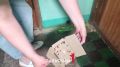Тульскую пятиэтажку атакуют тараканы