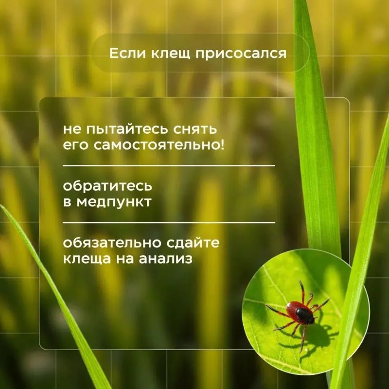 Статистика тоже кусается. Специалисты исследовали уже более 3 000 клещей Статистика тоже кусается. Специалисты исследовали уже более 3 000 клещей