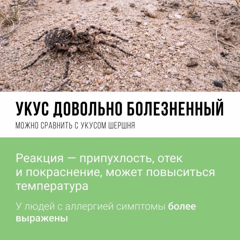 Осторожно, кусается! Вы знали, что на территории Тульской области обитает Осторожно, кусается! Вы знали, что на территории Тульской области обитает