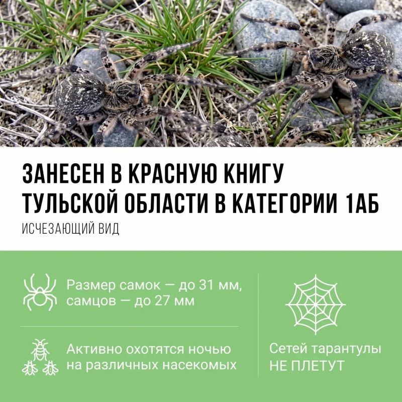 Осторожно, кусается! Вы знали, что на территории Тульской области обитает Осторожно, кусается! Вы знали, что на территории Тульской области обитает