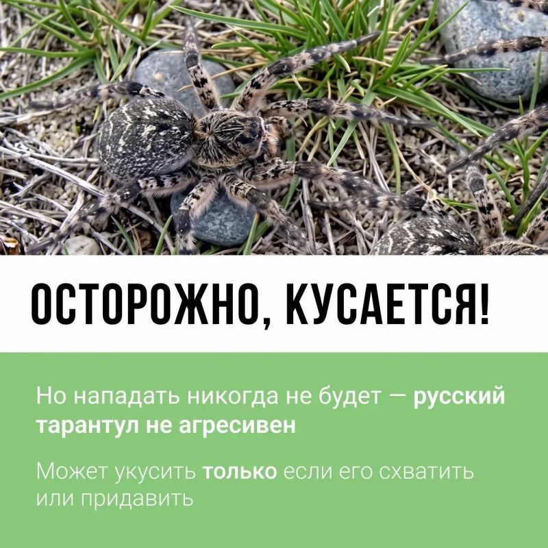 Осторожно, кусается! Вы знали, что на территории Тульской области обитает Осторожно, кусается! Вы знали, что на территории Тульской области обитает