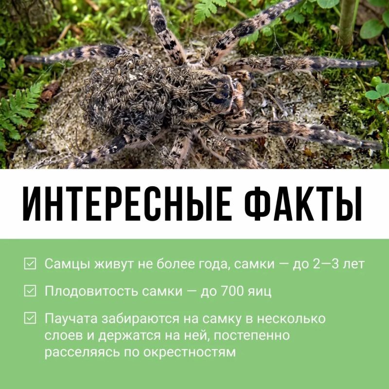 Осторожно, кусается! Вы знали, что на территории Тульской области обитает Осторожно, кусается! Вы знали, что на территории Тульской области обитает