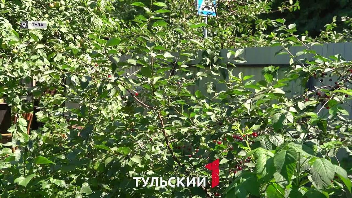 Как спасти урожай в капризное лето: лайфхак от тульской дачницы