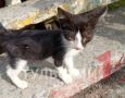 Волонтёр СВО из Тулы ищет дом для 10 котят