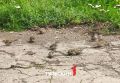 Туляки могут помочь в переписи воробьев