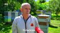 Почему не весь мед полезен и при чем тут диастазное число