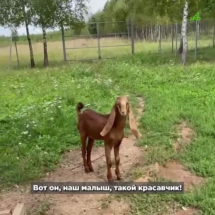 Козья жизнь: на ферме в Тульской области снова пополнение