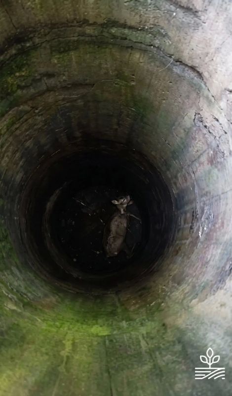 История спасения Тульского Бэмби История спасения Тульского Бэмби