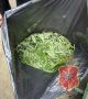 В Донском полицейские ликвидировали теплицы с коноплей и изъяли килограмм марихуаны