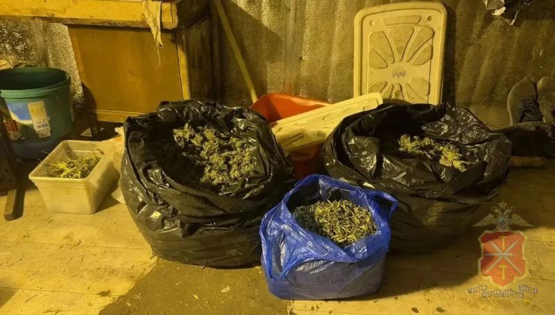 В Ленинском районе сотрудники полиции выявили факт незаконного культивирования и хранения крупной партии наркотических растений В Ленинском районе сотрудники полиции выявили факт незаконного культивирования и хранения крупной партии наркотических растений