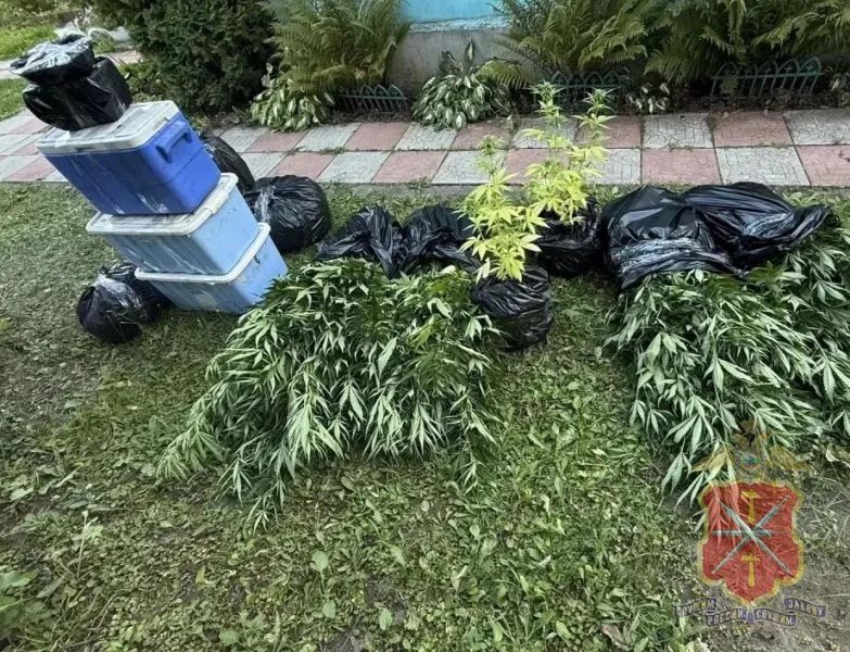 В Ленинском районе сотрудники полиции выявили факт незаконного культивирования и хранения крупной партии наркотических растений В Ленинском районе сотрудники полиции выявили факт незаконного культивирования и хранения крупной партии наркотических растений