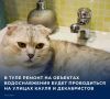 В связи с этим на нескольких улицах города будет отключена холодная вода