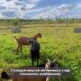 Вернулась домой — и получила по рогам