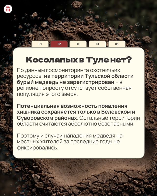 Косолапая угроза: где в Тульской области реально стоит бояться медведей, а где можно спокойно собирать грибы Косолапая угроза: где в Тульской области реально стоит бояться медведей, а где можно спокойно собирать грибы