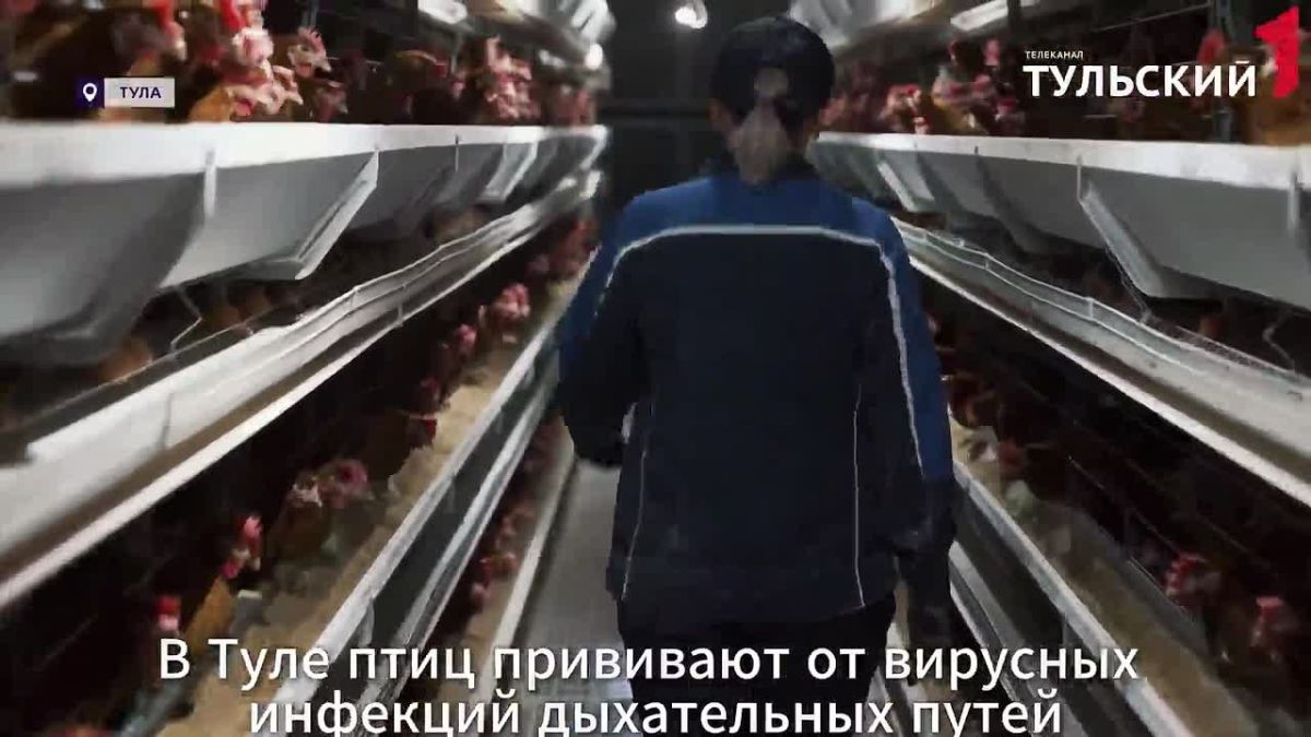 В России разработали вакцину против «птичьего СПИДа»
