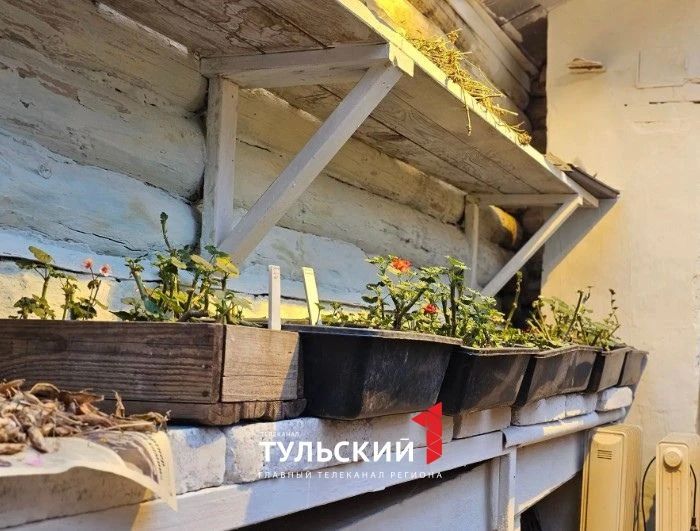 В Ясной Поляне вырос ананас размером с кулак В Ясной Поляне вырос ананас размером с кулак