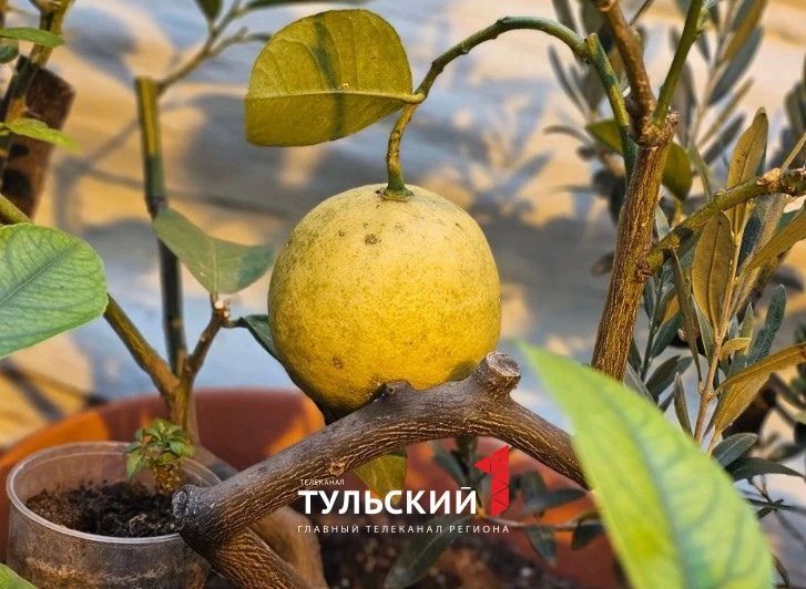 В Ясной Поляне вырос ананас размером с кулак В Ясной Поляне вырос ананас размером с кулак
