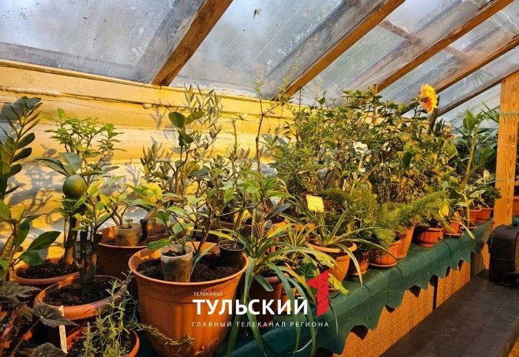 В Ясной Поляне вырос ананас размером с кулак В Ясной Поляне вырос ананас размером с кулак