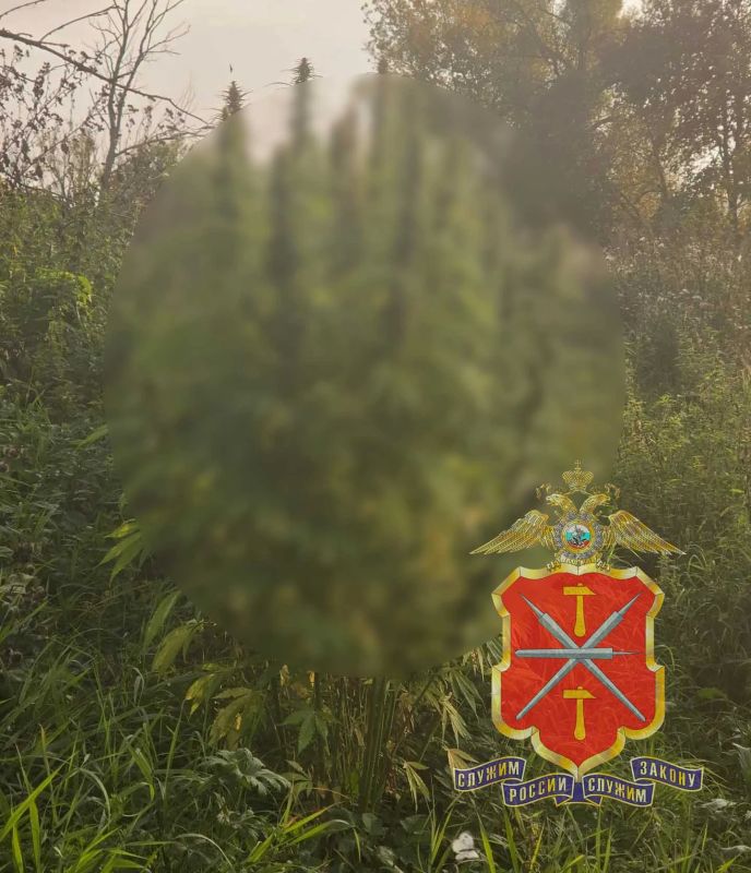 В Белёве полицейскими пресечено незаконное хранение марихуаны в крупном размере В Белёве полицейскими пресечено незаконное хранение марихуаны в крупном размере